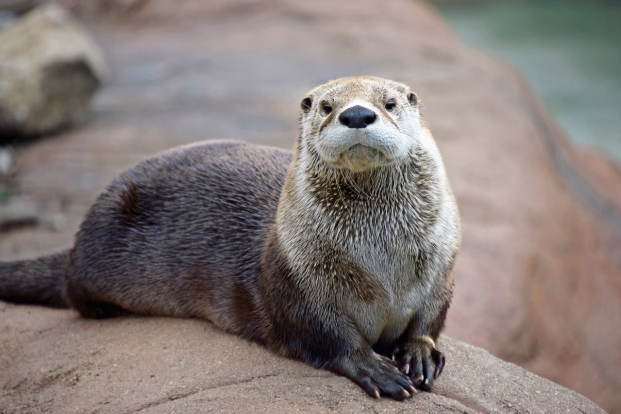 Sea otter resting on a rocky surface, facing the camera with a calm expression.