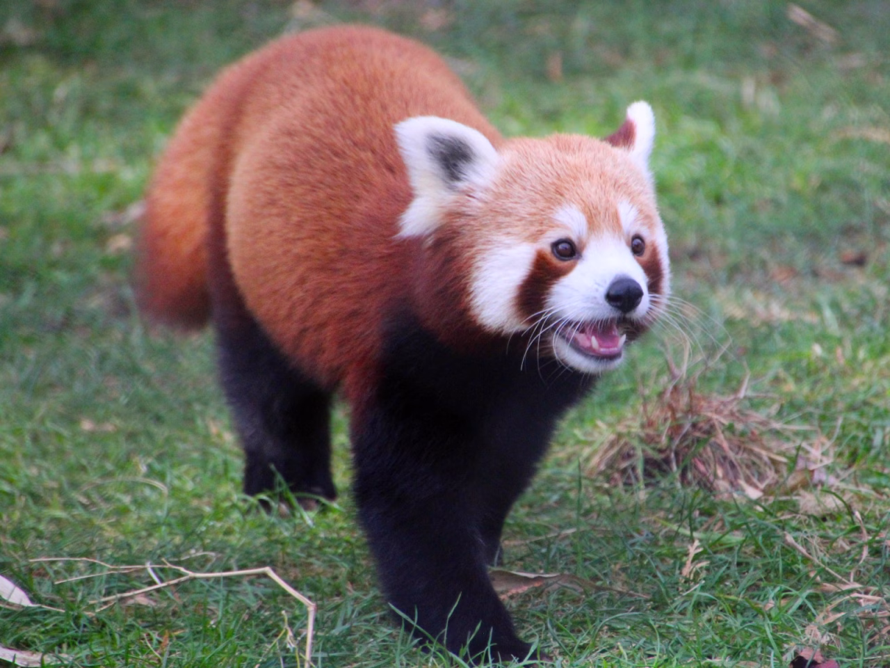 Red panda walking toward the camera on a grassy field, with orange-brown fur and white facial markings, looking curious and slightly open-mouthed.